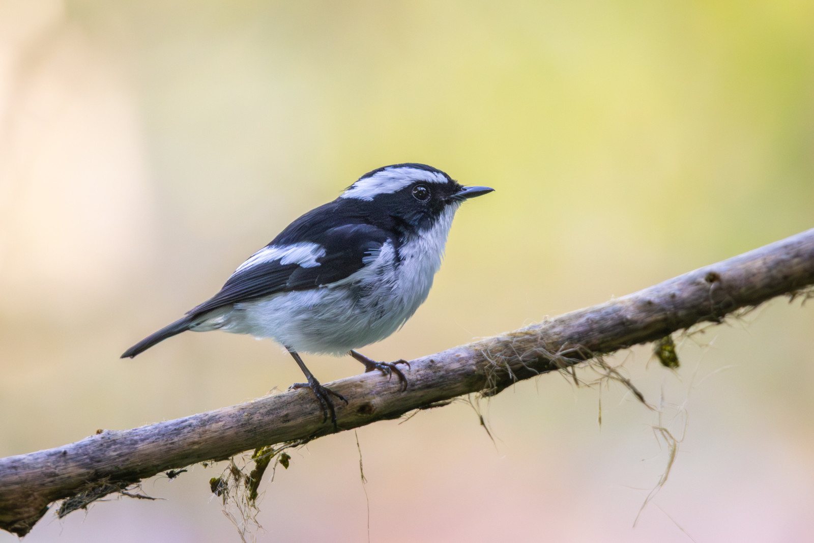 image Little Pied Flycatcher